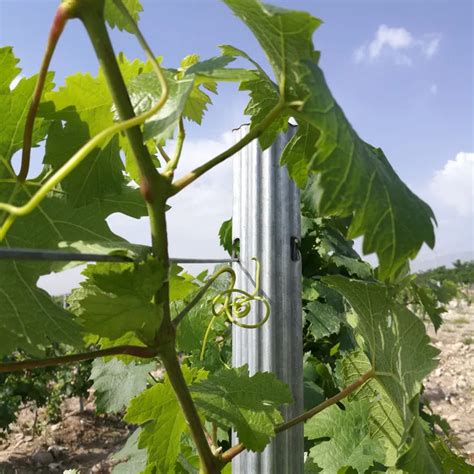 vineyard stakes|vineyard trellis posts for sale.